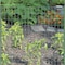Garden Zone Garden Craft 36 in. H X 50 ft. L Steel Welded Wire Fence 2x3 in. 023650 - alternate 4